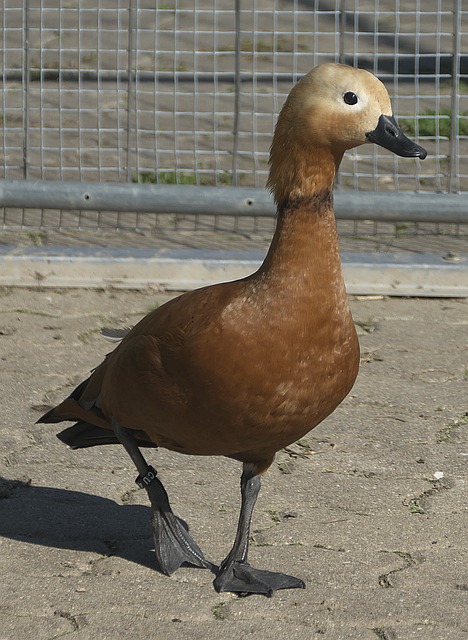 丁丁